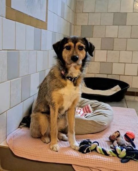 Maja sucht ein liebevolles Zuhause