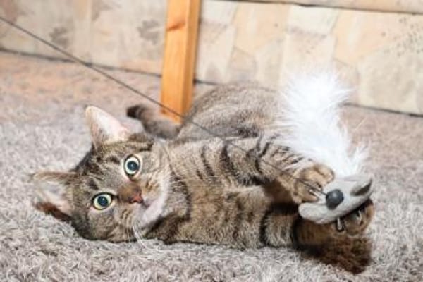 *** LIA - eine Katze mit Charakter!***