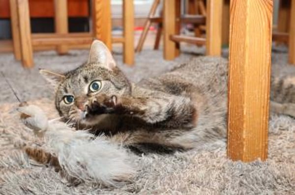 *** LIA - eine Katze mit Charakter!***