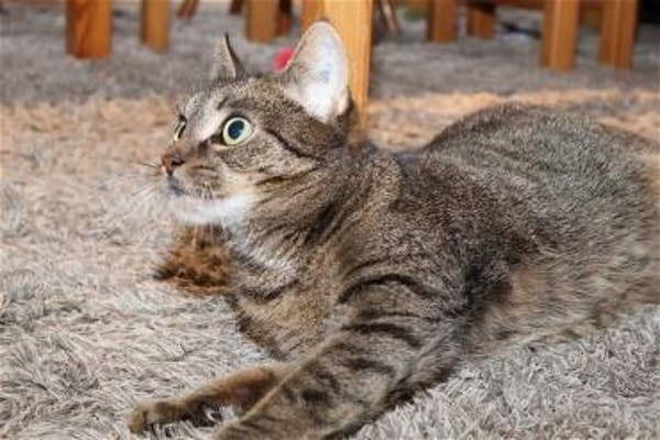 *** LIA - eine Katze mit Charakter!***