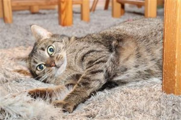 *** LIA - eine Katze mit Charakter!***