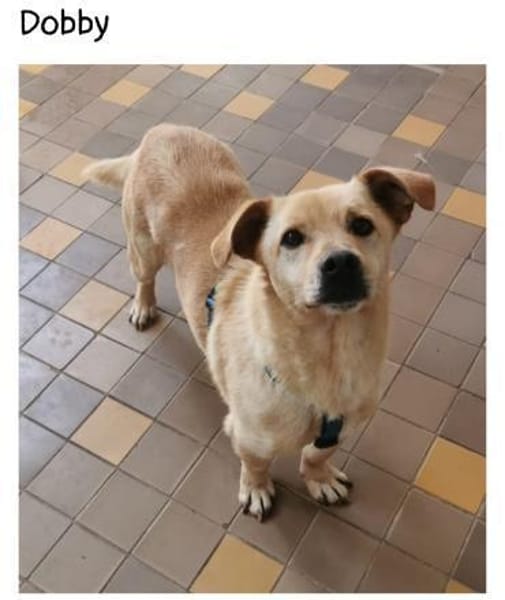 Labrador auf Dackelbeinchen
