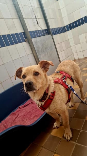 Labrador auf Dackelbeinchen