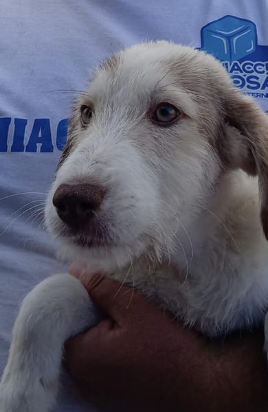 Sandro Spinone Italiano Mix