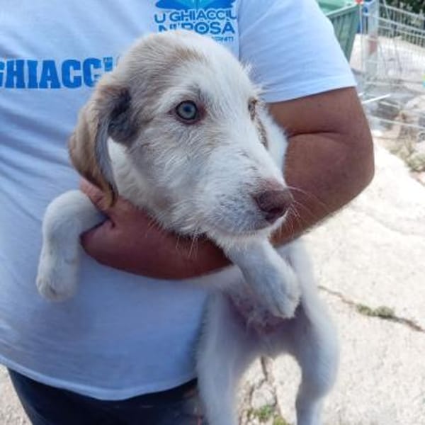 Sandro Spinone Italiano Mix