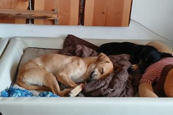 Tea - wartet in der 59387 Ascheberg
