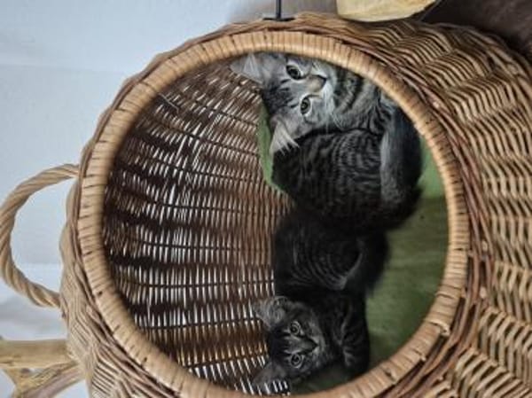 Katzenwelpen