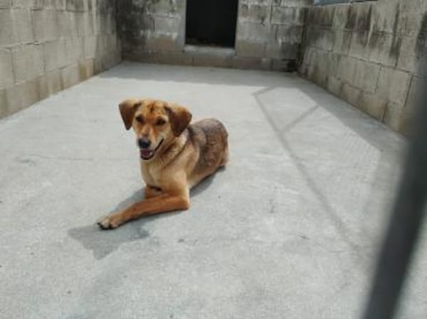 Fina, kleine Hundeseele voller Liebe