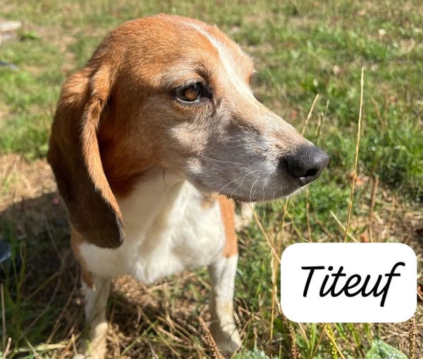 TITEUF