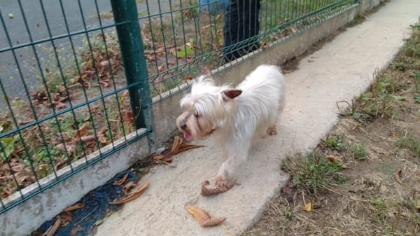 SPEEDY réservé