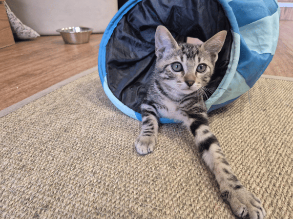 Gato
