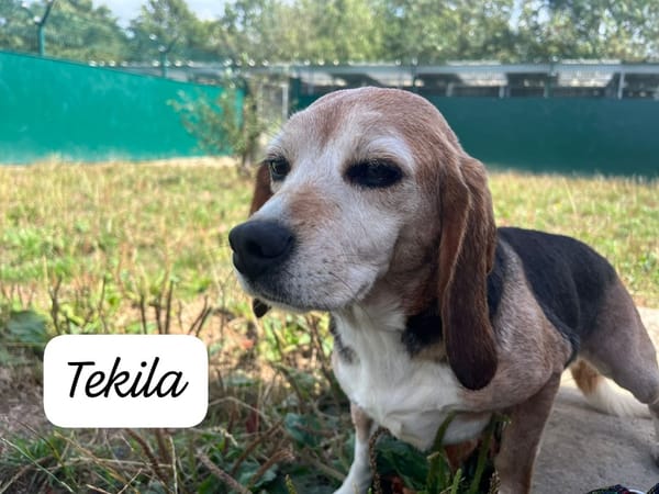 TEKILA