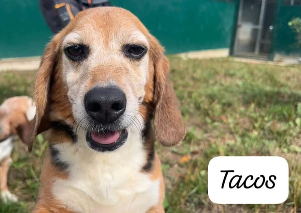 TACOS