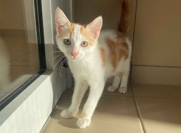 ABRICOT