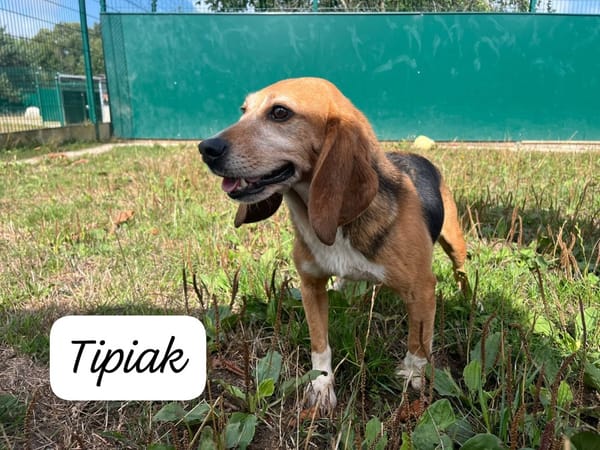 TIPIAK