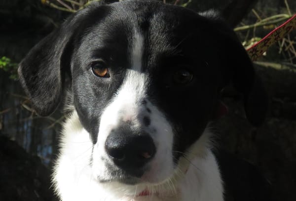 BUSTER