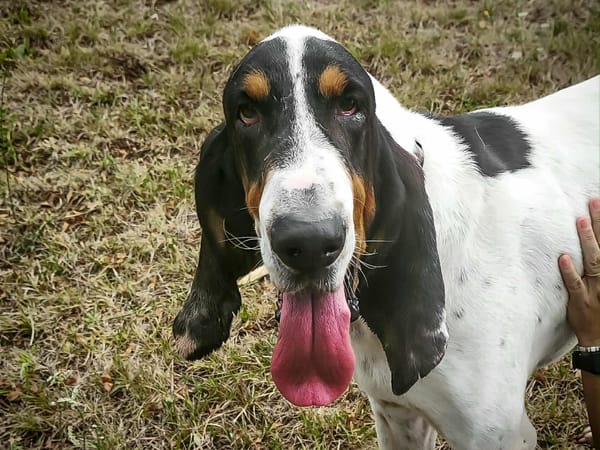 Kiko