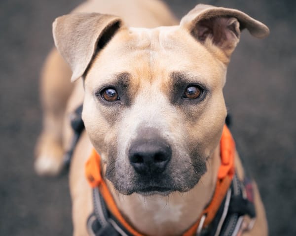 LAIKA