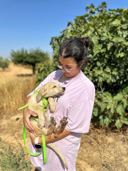 ENYA (Animalea)