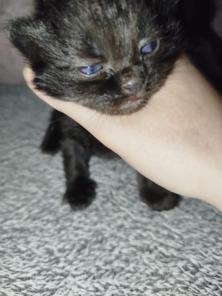 Léon