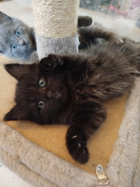 Léon