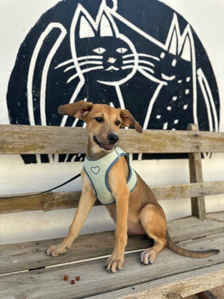 ZIVA (Animalea)