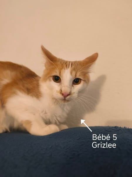 GRIZLEE