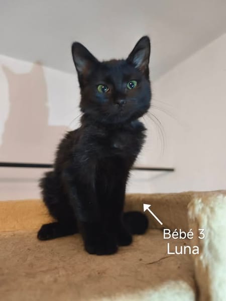 LUNA