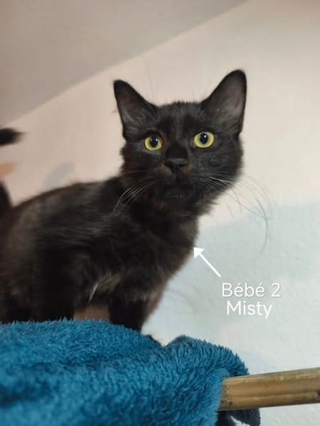 MITSY