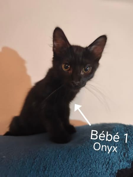 ONYX