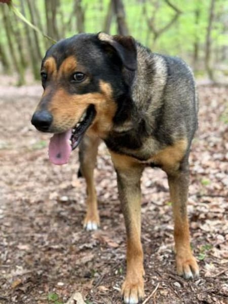 Ari sucht dringend ein neues Zuhause