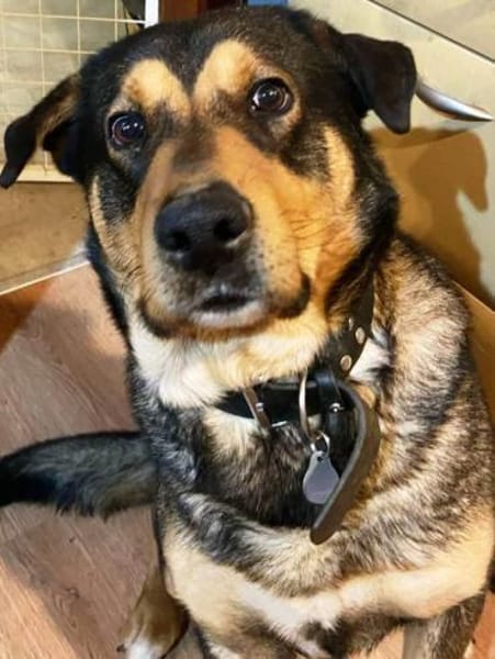 Ari sucht dringend ein neues Zuhause