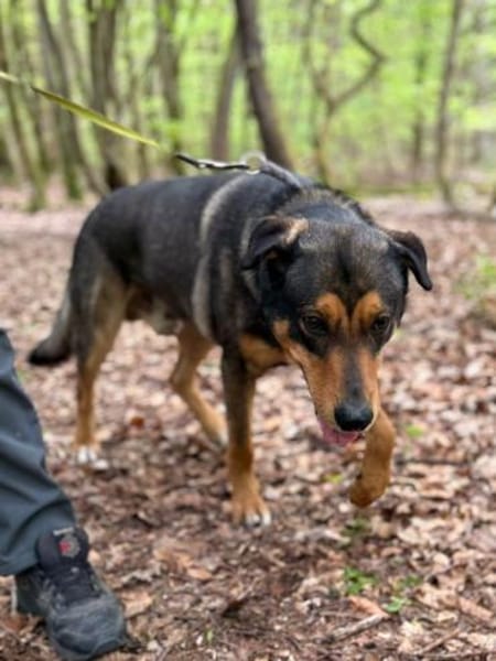 Ari sucht dringend ein neues Zuhause