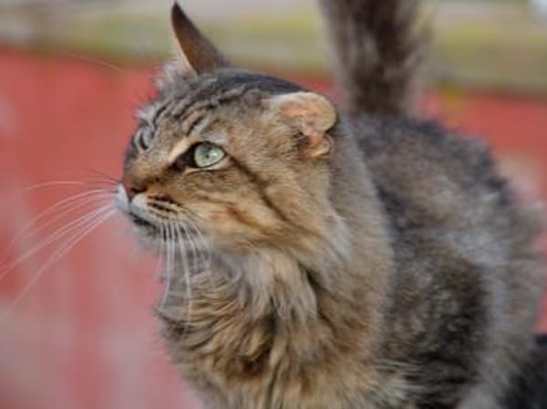 Unkomplizierter Lauro sucht Zuhause