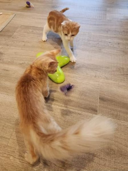Junges Kater Duo Clarence und Golden
