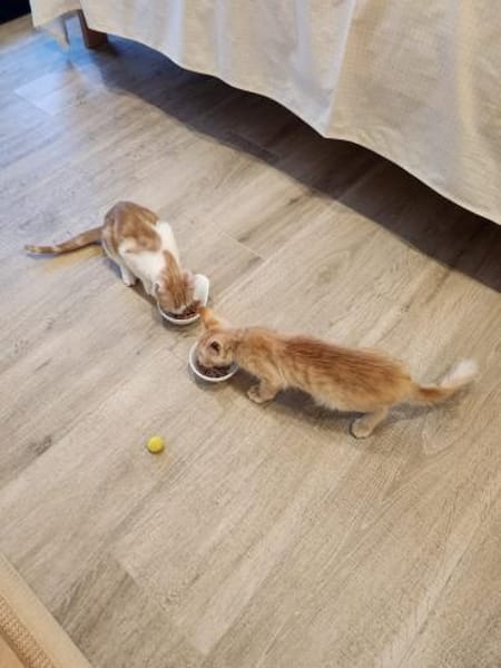 Junges Kater Duo Clarence und Golden