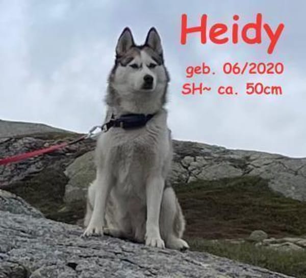 Heidy sucht ein neues Zuhause