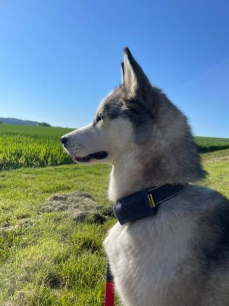 Heidy sucht ein neues Zuhause