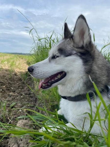 Heidy sucht ein neues Zuhause
