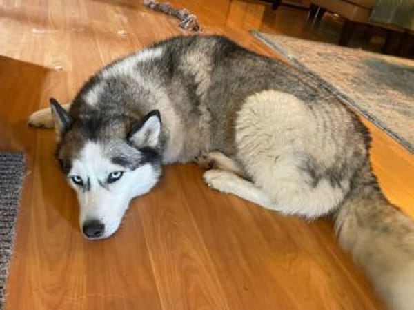Heidy sucht ein neues Zuhause