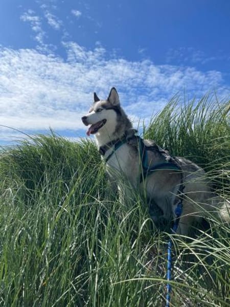 Heidy sucht ein neues Zuhause