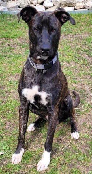 Sox sucht ein schönes Zuhause