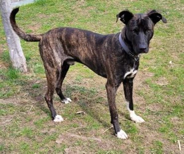 Sox sucht ein schönes Zuhause