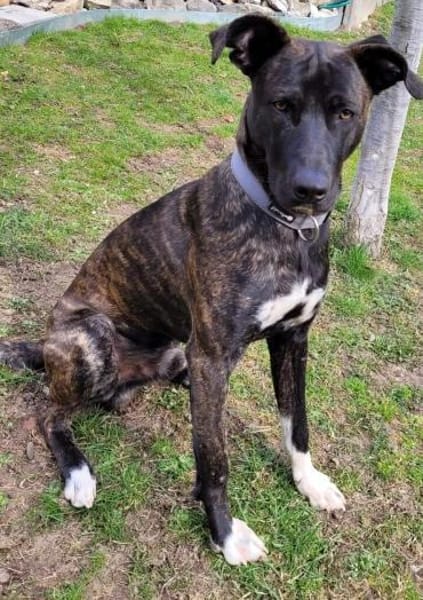 Sox sucht ein schönes Zuhause