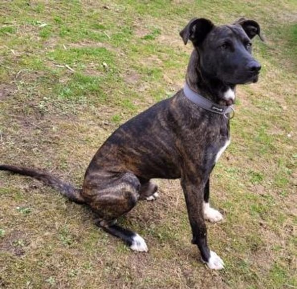 Sox sucht ein schönes Zuhause