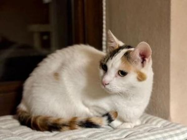 BATIDA-wunderschöne Tricolor-Katze