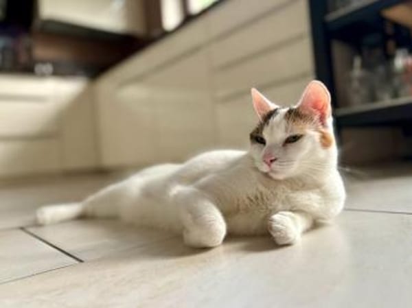 BATIDA-wunderschöne Tricolor-Katze