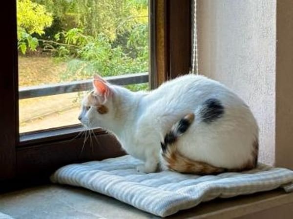 BATIDA-wunderschöne Tricolor-Katze