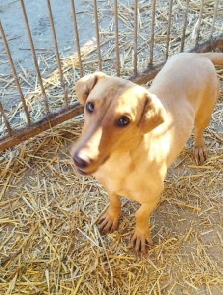 Lilli sucht ihre Familie