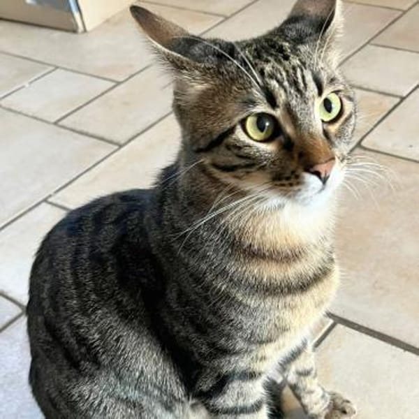 SOS - Kater Piff und Spooky suchen Dich